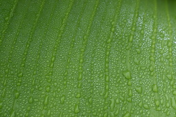 Dew drops from the mist perched on the lower surface of green banana leaves
