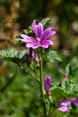 Obraz premium Malva thuringiaca Lavatera thuringiaca, the garden tree-mallow, is a species of flowering plant in the mallow family Malvaceae