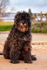 Cute Bouvier Des Flandres dog portrait