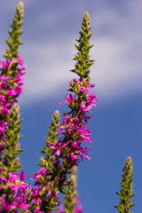 Lythrum salicaria - purple loosestrife, spiked loosestrife, purple lythrum