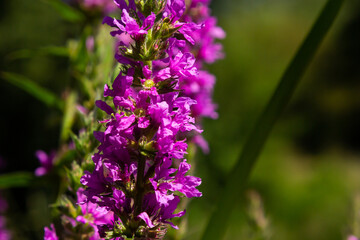 Pink flowers of blooming Purple Loosestrife Lythrum salicaria on the shoreline