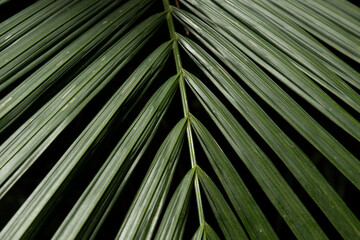 Close-up photo of Cycad Plant Leaves.