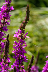Pink flowers of blooming Purple Loosestrife Lythrum salicaria on the shoreline