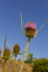 Dipsacus fullonum, wild teasel flowers in garden macro selective focus