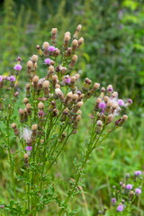 A flowering bush of pink sows Cirsium arvense in a natural environment, among wild flowers. Creeping Thistle Cirsium arvense blooming in summer. Violet flowers on meadow, focus on flower in front