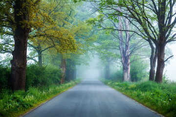 asphalt road through the forest on a foggy spring morning