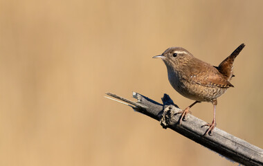 Eurasian wren, Troglodytes troglodytes. Little bird sitting on a broken stem, blurred background