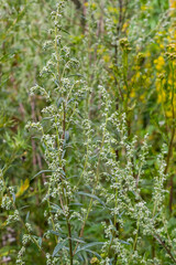 Artemisia vulgaris, also known as common mugwort, riverside wormwood, felon herb, chrysanthemum weed, wild wormwood. Blooming in spring
