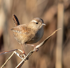 Eurasian wren, Troglodytes troglodytes. A bird sits on the stem of a plant by the river