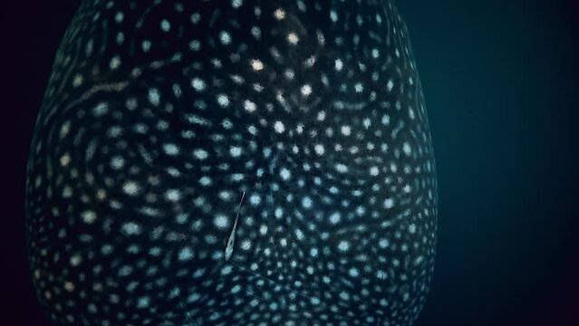 Slow Motion Close-Up Shot Of Large Whale Shark With Satellite Tag Swimming Under Water - Lombok, Indonesia