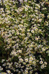 Erigeron annuus known as annual fleabane, daisy fleabane, or eastern daisy fleabane