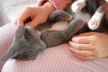 Girl in pink pants stroking a small gray cat lying in her lap. Young Woman wearing sweater sitting at home and petting feline. Female stroke kitten with hand and fingers. Life with pet. Kitty and me