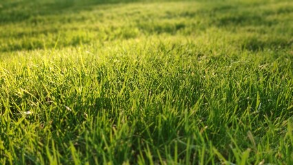 Green lawn on which the rays of the sun fall
