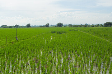 green rice field with sky