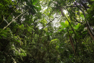 Close-up photo of Cycad Plant Leaves.