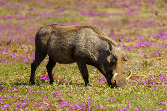 Warthog in the wild