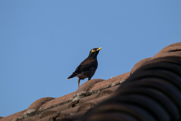 Common Myna bird