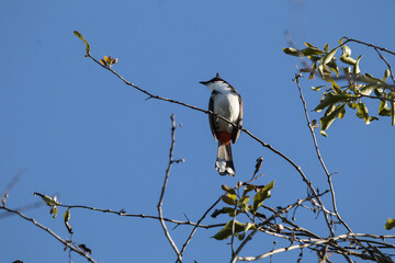 Red whiskered Bulbul Bird on Tree