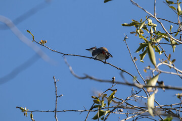 Red whiskered Bulbul Bird on Tree