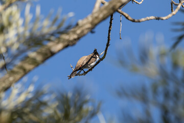 Red whiskered Bulbul Bird on Tree