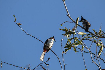 Red whiskered Bulbul Bird on Tree