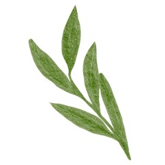 green leaves isolated on white background. Watercolor green twig. Leaves of the graph. 