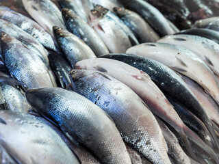 A row of fresh milkfish , also known as bangus, available for purchase in a fish market.