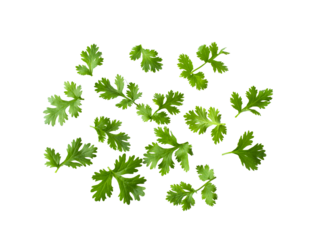 Green coriander leaves close-up, isolation on transparent png