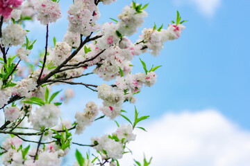 Peach blossom in spring
