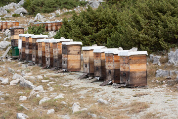 Apiary. Old wooden hives stand on the edge of the spring forest. Ecologically clean beekeeping. Wooden beehive and bees photo