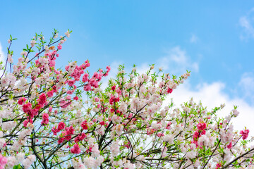 Obraz na płótnie Canvas Peach blossom in spring 