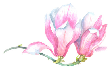Fototapeta na wymiar Watercolor pink spring magnolia flower