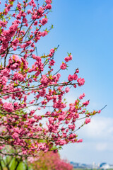 Peach blossom in spring
