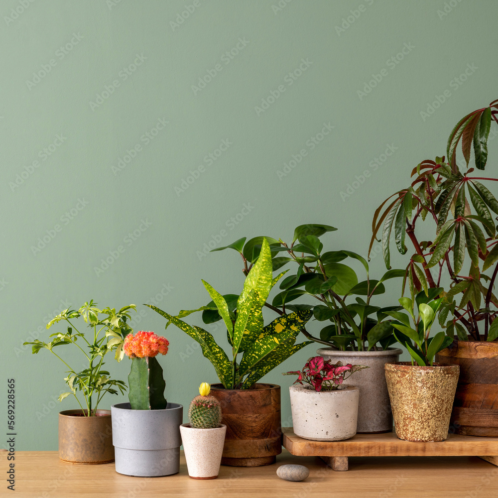 Wall mural Stylish composition of home garden interior filled a lot of beautiful plants, cacti, air plant in different design pots. Green wall. Template. Home gardening concept Home jungle. Copy space.