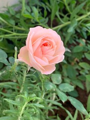 Rose rose, pink, rose, nature, macro, photography, garden, nature