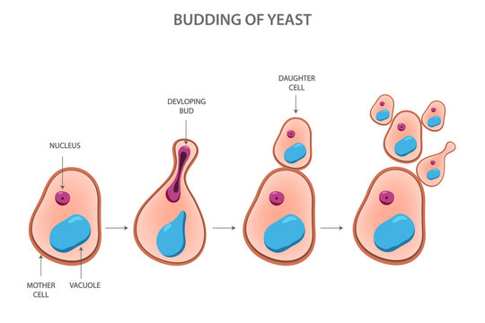 Budding of yeast, asexual reproduction of yeast cell