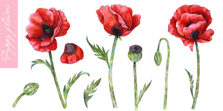 Poppy flowers, leaves, buds and poppy pods. A set of watercolor elements isolated on white background