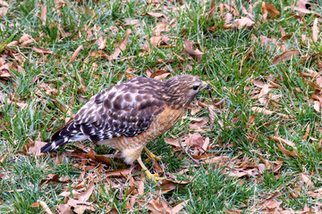 Hawk Eating Worm