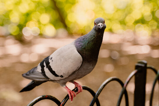 Pigeon rigolo sur une barri&egrave;re dans un jardin en ville &agrave; Londres