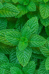 Mint leaves Background. Green Mint Plant Grow Texture Background closeup.