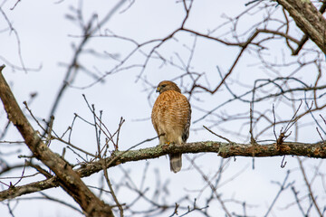 Hawk on branch
