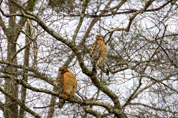 Male and Female Hawk Together