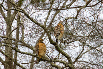 Male and Female Hawk Together