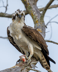 Osprey with freshly killed fish perched on a tree branch