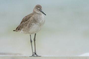 Eastern Willet at the water's edge