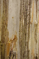 Eucalyptus wood texture