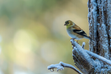 Female Goldfinch Perched on snow-covered tree branch