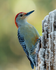 Red-bellied Woodpecker perched on snow-covered tree stump
