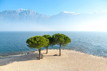 Three trees stand next to each other on the sandy shore of the lake against the backdrop of...