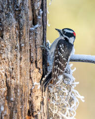 Male Downy Woodpecker on old fenced post